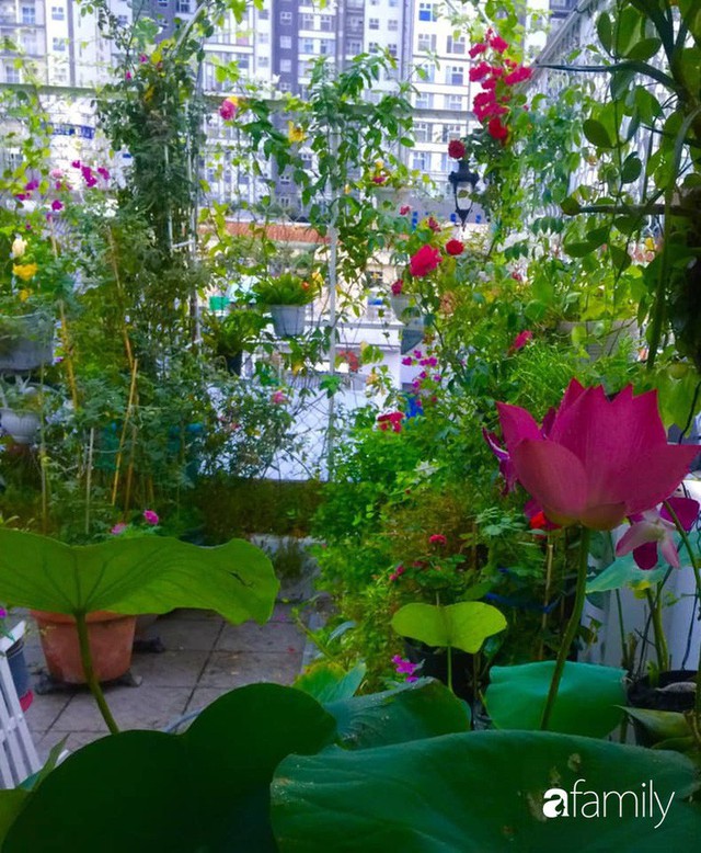 Khu vườn 30m² muôn hoa đua nở trên sân thượng của mẹ đảm thích mộng mơ ở TP. HCM - Ảnh 34.