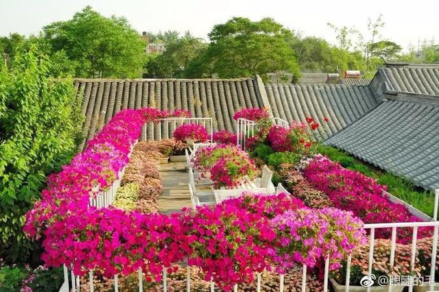Cô gái trẻ bỏ ra 1,3 tỷ đồng cải tạo đất, mua giống hoa, biến sân nhà thành khu vườn đẹp lung linh  - Ảnh 22.
