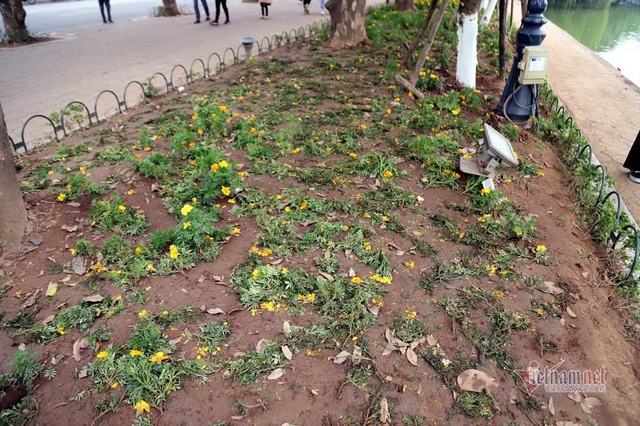 Bất chấp người cầm gậy xua đuổi, hoa hồ Gươm vẫn tan t&aacute;c sau giao thừa - Ảnh 13.