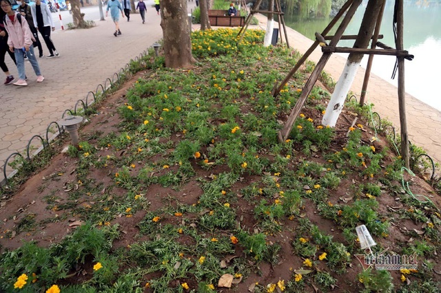 Bất chấp người cầm gậy xua đuổi, hoa hồ Gươm vẫn tan t&aacute;c sau giao thừa - Ảnh 14.