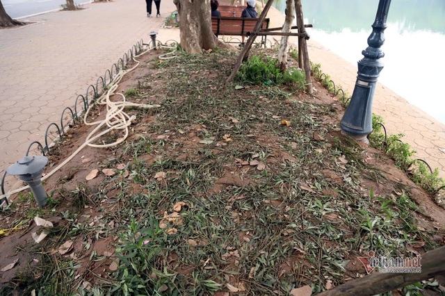 Bất chấp người cầm gậy xua đuổi, hoa hồ Gươm vẫn tan t&aacute;c sau giao thừa - Ảnh 15.