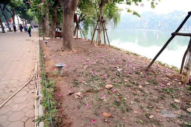 Bất chấp người cầm gậy xua đuổi, hoa hồ Gươm vẫn tan t&aacute;c sau giao thừa - Ảnh 17.