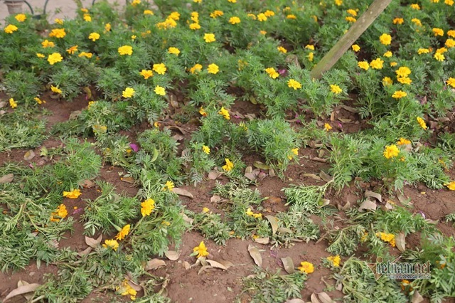 Bất chấp người cầm gậy xua đuổi, hoa hồ Gươm vẫn tan t&aacute;c sau giao thừa - Ảnh 18.