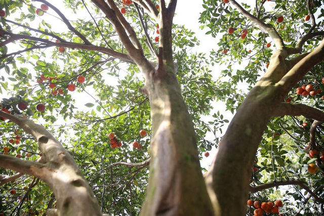 Nghệ An: Cây quýt rừng khổng lồ, giá 100 triệu chưa bán - Ảnh 2.