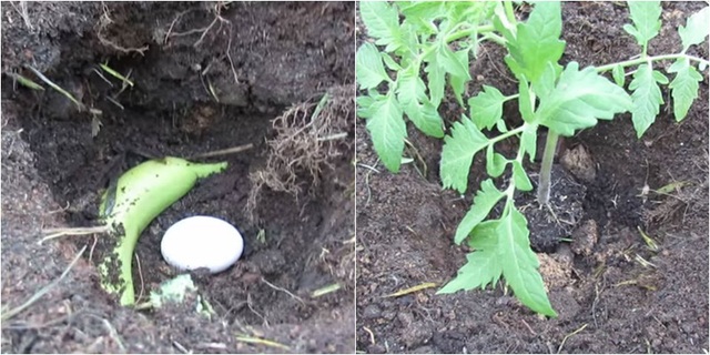 Chôn một quả trứng xuống vườn nhà, kết quả nhận được sẽ khiến nhiều người ngỡ ngàng - Ảnh 2.