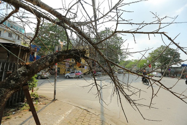 Vượt 300km về Hà Nội, đào rừng không lá không hoa hét giá khó tin gần 200 triệu đồng - Ảnh 2.