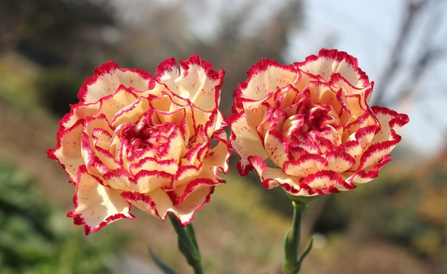 Vừa dễ cắm lại vừa đẹp, hoa cẩm chướng chính là loại hoa không thể thiếu trong ngày Tết - Ảnh 4.