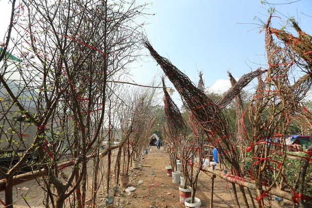 Vượt 300km về Hà Nội, đào rừng không lá không hoa hét giá khó tin gần 200 triệu đồng - Ảnh 6.