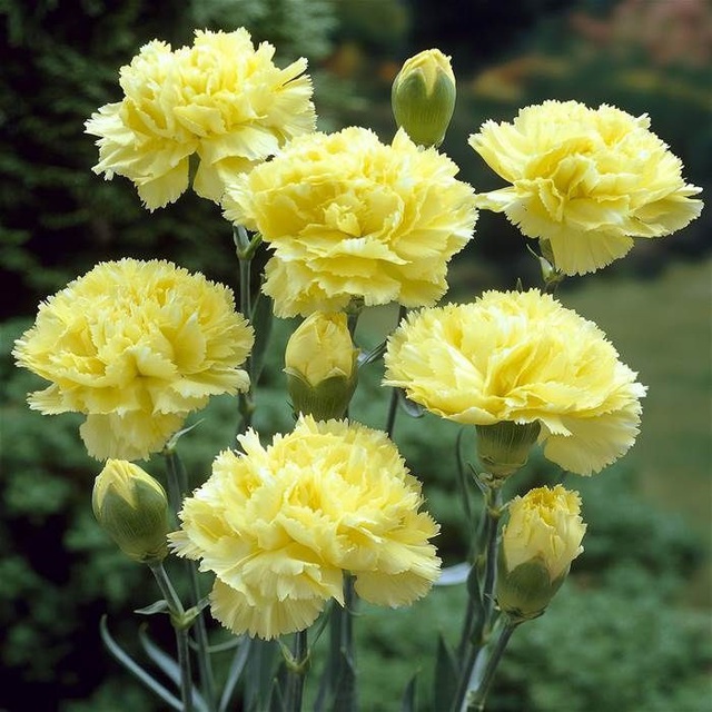 Vừa dễ cắm lại vừa đẹp, hoa cẩm chướng chính là loại hoa không thể thiếu trong ngày Tết - Ảnh 7.