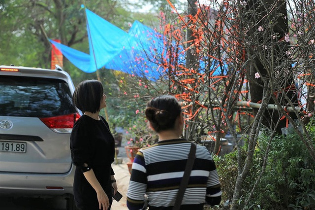Vượt 300km về Hà Nội, đào rừng không lá không hoa hét giá khó tin gần 200 triệu đồng - Ảnh 9.