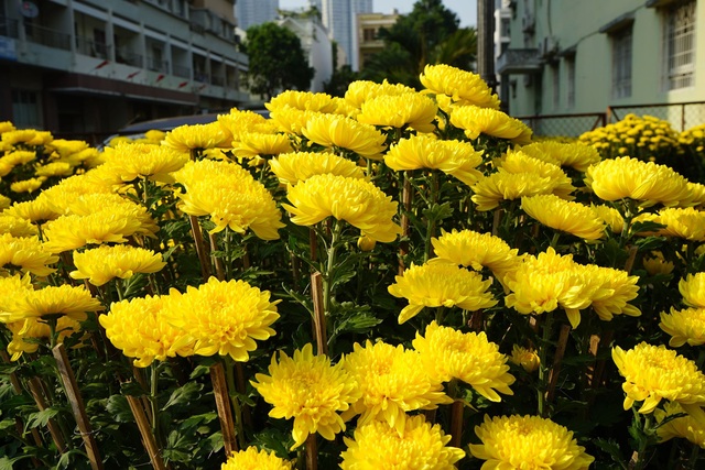 Những loại hoa Tết người Sài Gòn thường mua để mang lại tài lộc, may mắn cả năm - Ảnh 13.