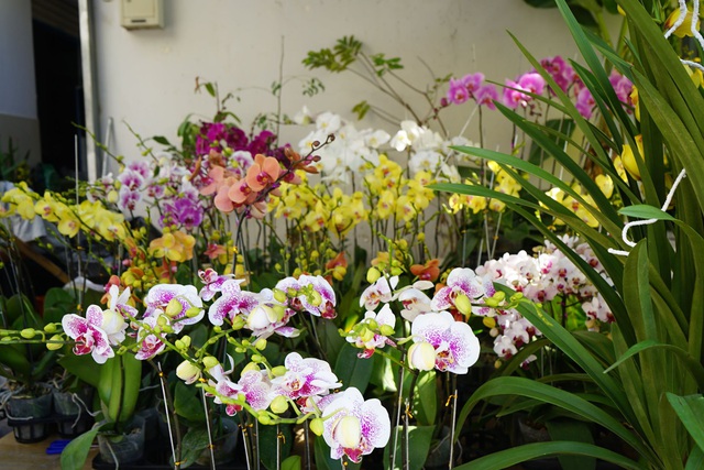 Những loại hoa Tết người Sài Gòn thường mua để mang lại tài lộc, may mắn cả năm - Ảnh 9.