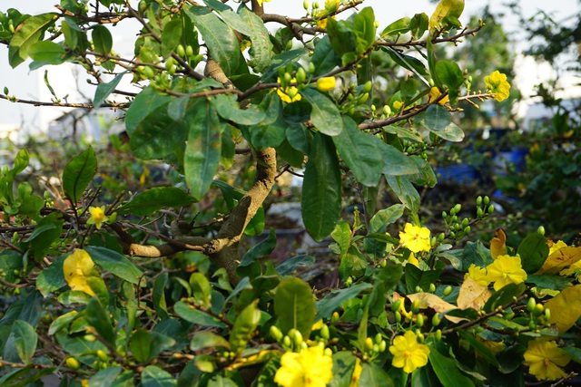 Những loại hoa Tết người Sài Gòn thường mua để mang lại tài lộc, may mắn cả năm - Ảnh 3.