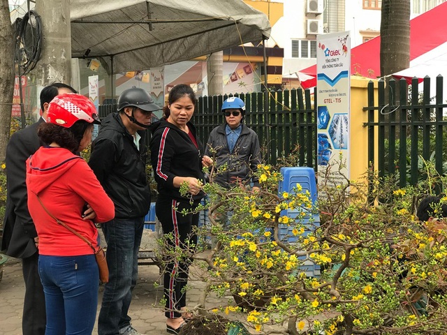 Hoàng mai thơm 120 tuổi rao giá 4 tỷ, chờ đại gia rinh về chơi Tết - Ảnh 5.