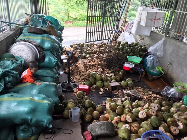 Cận Tết, nhiều bà nội trợ Việt mua cùi dừa non 70 ngàn đồng/kg làm mứt, tiểu thương ngày bán cả tạ  - Ảnh 8.