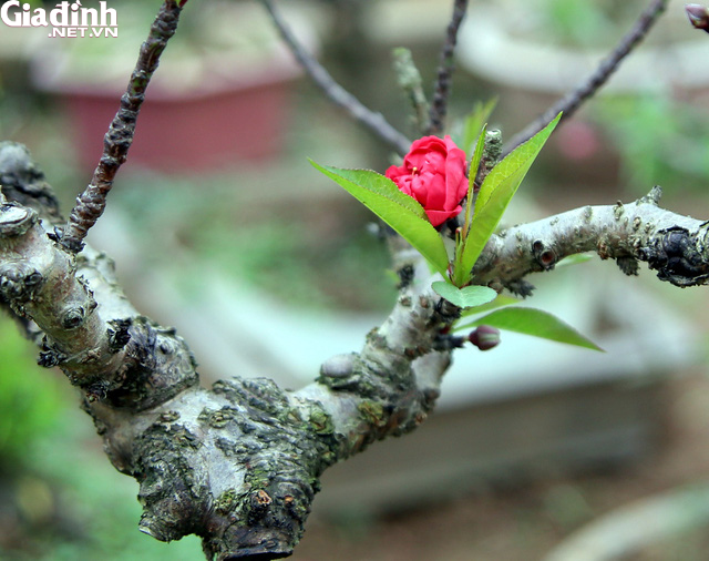 Đầu năm Canh Tý, ngất ngây ngắm hoa đào Tiến vua mang may mắn, tài lộc và sức khỏe - Ảnh 6.