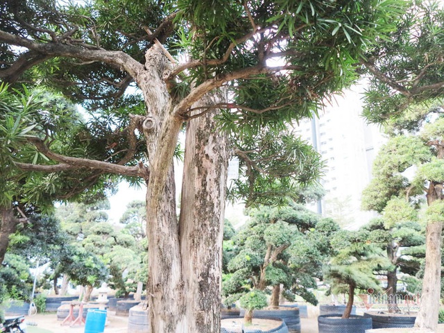 Vườn tùng Nhật hàng trăm tỷ của đại gia giữa khu nhà giàu Sài Gòn - Ảnh 12.