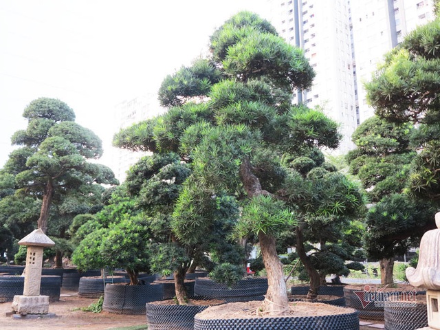 Vườn tùng Nhật hàng trăm tỷ của đại gia giữa khu nhà giàu Sài Gòn - Ảnh 4.