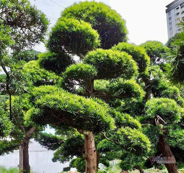 Vườn tùng Nhật hàng trăm tỷ của đại gia giữa khu nhà giàu Sài Gòn - Ảnh 5.