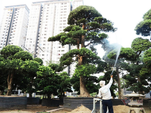 Vườn tùng Nhật hàng trăm tỷ của đại gia giữa khu nhà giàu Sài Gòn - Ảnh 8.