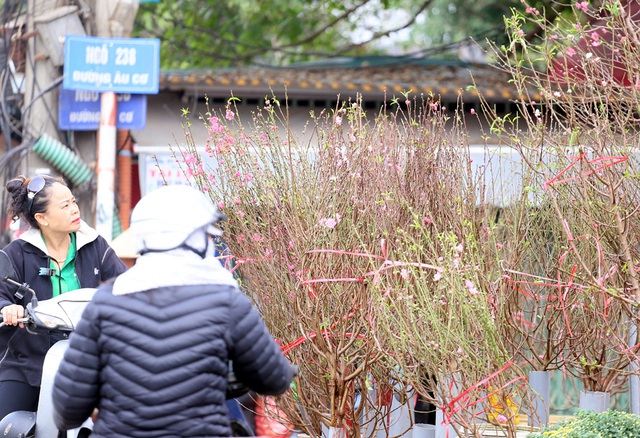 1,5 triệu đồng cành đào Nhật Tân, người dân thích thú mua hưởng không khí Tết sớm - Ảnh 6.