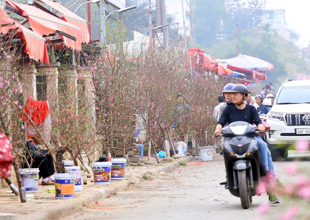 1,5 triệu đồng cành đào Nhật Tân, người dân thích thú mua hưởng không khí Tết sớm - Ảnh 11.