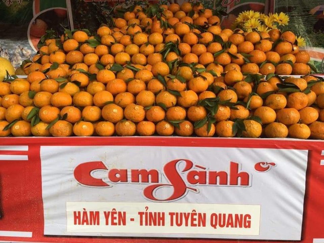 Cam sành Hàm Yên trúng vụ, nông dân hối hả cắt cam phục vụ Tết - Ảnh 10.