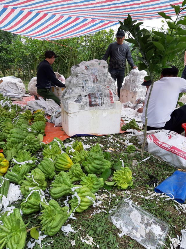 Cam sành Hàm Yên trúng vụ, nông dân hối hả cắt cam phục vụ Tết - Ảnh 4.