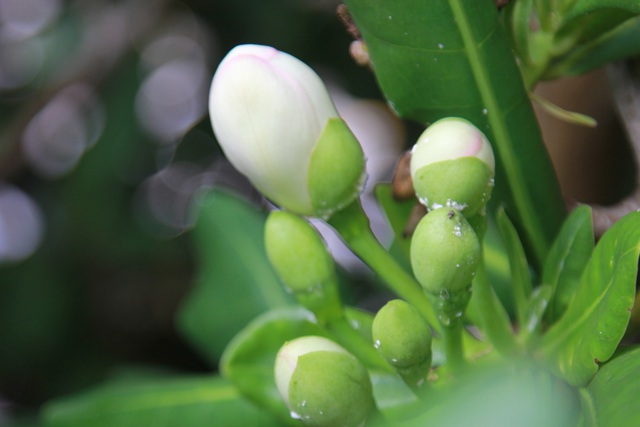 Bàng vuông Trường Sa đơm hoa kết trái ngày xuân - Ảnh 5.