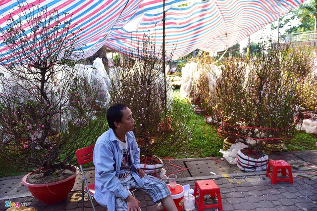 Đào miền Bắc bị vứt bỏ sớm trước 30 Tết ở TP.HCM - Ảnh 6. Đào miền Bắc bị vứt bỏ sớm trước 30 Tết ở TP.HCM - Ảnh 6.