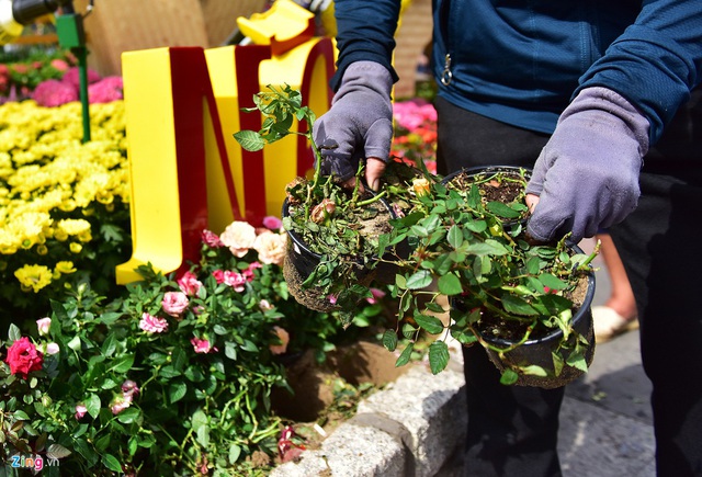 Chưa hết Tết, hàng trăm chậu hoa bị đạp nát ở đường hoa Nguyễn Huệ - Ảnh 6.