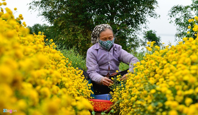 Hoa c&uacute;c chi giảm gi&aacute; mạnh v&igrave; tăng diện t&iacute;ch kh&ocirc;ng kiểm so&aacute;t - Ảnh 2.