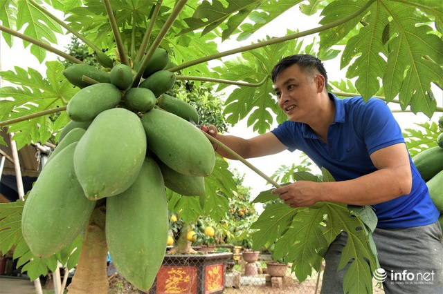 Đu đủ bonsai giá đắt trên trời có gì độc đáo, hút khách mua chơi Tết? - Ảnh 1.