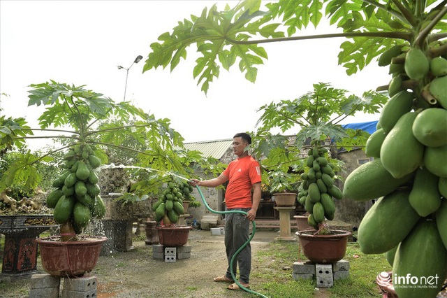 Đu đủ bonsai giá đắt trên trời có gì độc đáo, hút khách mua chơi Tết? - Ảnh 11.