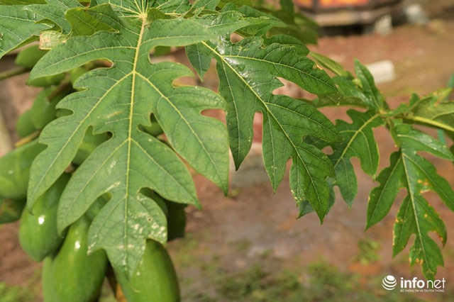 Đu đủ bonsai giá đắt trên trời có gì độc đáo, hút khách mua chơi Tết? - Ảnh 10.