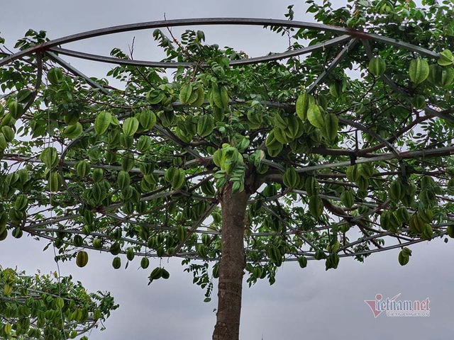 Đôi cây khế hình lọng lúc lỉu quả, chủ nhà đòi đủ 1 cây vàng - Ảnh 4.