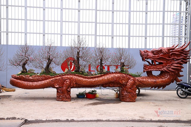 Rồng cuộn ngũ c&acirc;y tiền tỷ giữa phố H&agrave; Nội, kh&aacute;ch qua đường xu&yacute;t xoa - Ảnh 1.