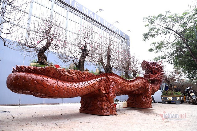 Rồng cuộn ngũ c&acirc;y tiền tỷ giữa phố H&agrave; Nội, kh&aacute;ch qua đường xu&yacute;t xoa - Ảnh 3.
