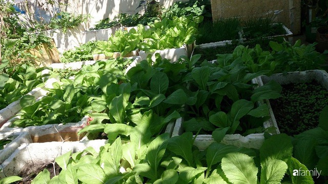 Vườn trên sân thượng trồng đủ loại rau quả sạch không kém gì vườn dưới đất của mẹ đảm ở Vũng Tàu - Ảnh 3.
