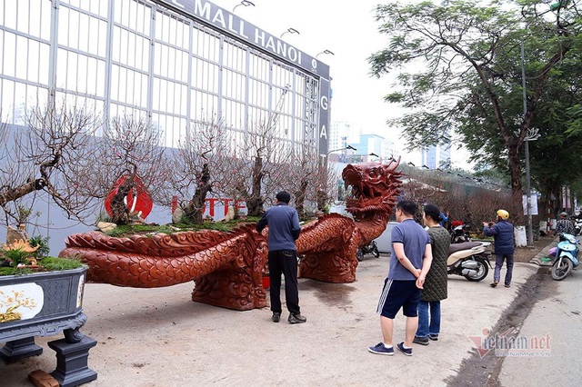 Rồng cuộn ngũ c&acirc;y tiền tỷ giữa phố H&agrave; Nội, kh&aacute;ch qua đường xu&yacute;t xoa - Ảnh 14.