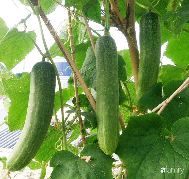 Vườn trên sân thượng trồng đủ loại rau quả sạch không kém gì vườn dưới đất của mẹ đảm ở Vũng Tàu - Ảnh 17.