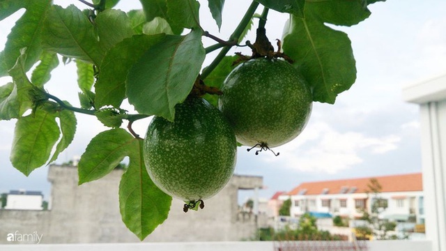 Vườn trên sân thượng trồng đủ loại rau quả sạch không kém gì vườn dưới đất của mẹ đảm ở Vũng Tàu - Ảnh 7.