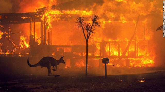 Hình ảnh xúc động không thể bỏ qua trong thảm họa cháy rừng ở Úc - Ảnh 1.