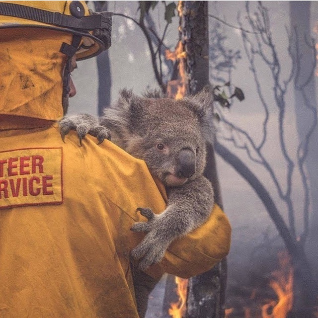 Hình ảnh xúc động không thể bỏ qua trong thảm họa cháy rừng ở Úc - Ảnh 7.