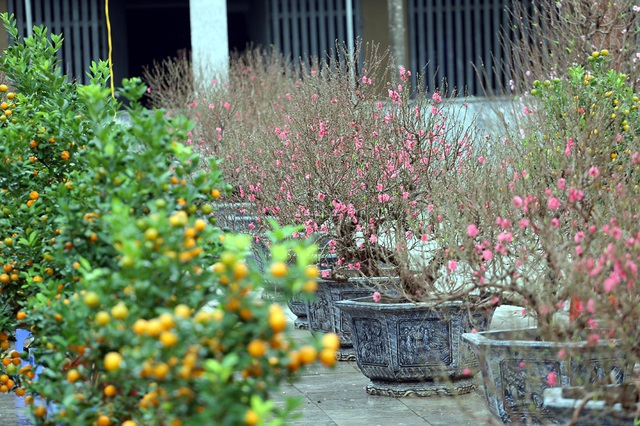 Bưởi khủng, quất độc lạ, đào tiền tỷ... ồ ạt xuống phố khiến người Hà Nội choáng - Ảnh 8.