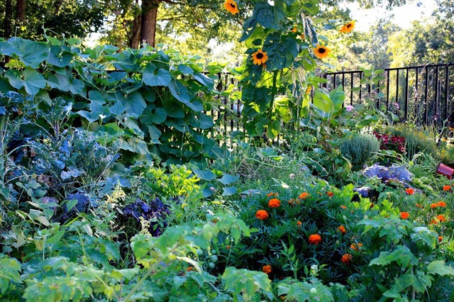 Khu vườn xanh tươi ngập tràn rau quả sạch của nữ giám đốc yêu thích việc trồng cây - Ảnh 11.