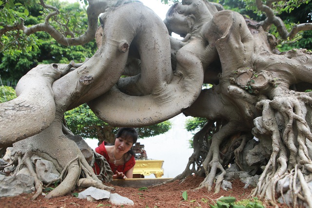 Nữ đại gia giấu chồng, mang 5 tỷ đồng đi mua siêu cây dáng quái - Ảnh 10.