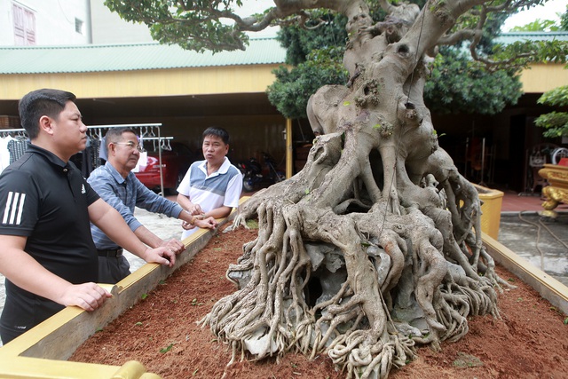 Nữ đại gia giấu chồng, mang 5 tỷ đồng đi mua siêu cây dáng quái - Ảnh 5.