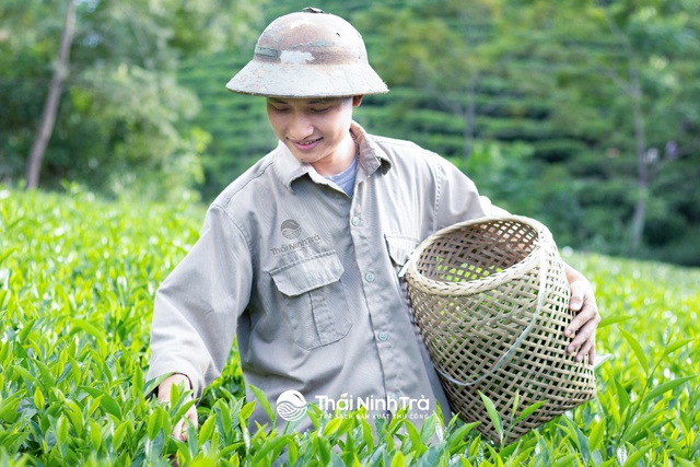 Chàng kỹ sư công nghệ khai sinh một thương hiệu trà sạch sản xuất thủ công - Ảnh 2.