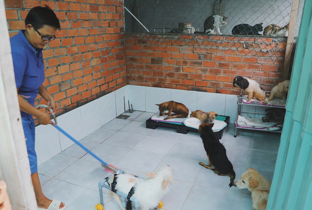 Người phụ nữ nuôi chó mèo bị bại liệt suốt 6 năm, bỏ cả công việc để chăm sóc đàn con của mình - Ảnh 4.